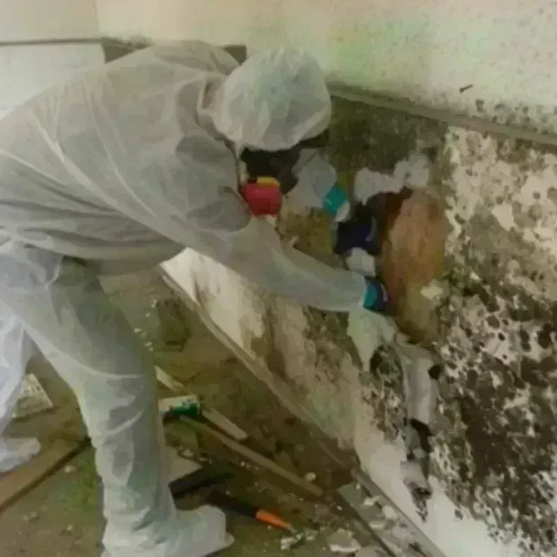 Mold Remediation and Removal in Franklin Park, IL